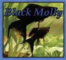 Bild von 'Black Molly'